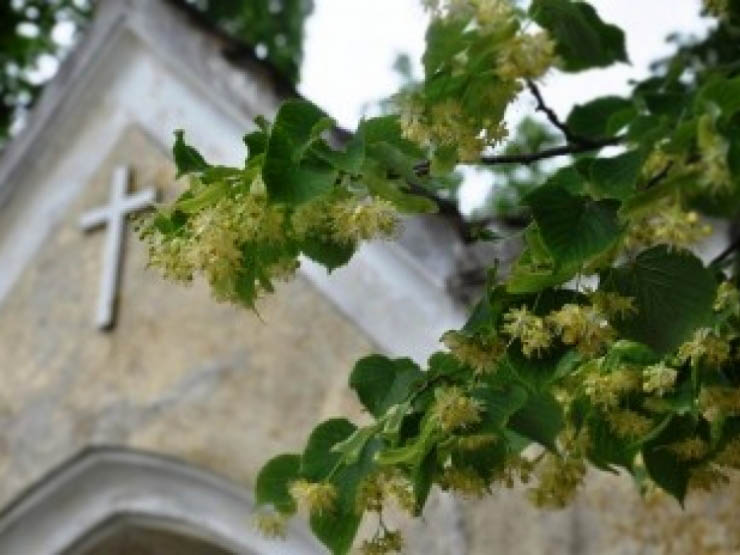 Kapu kopšana Kapu Svētkiem