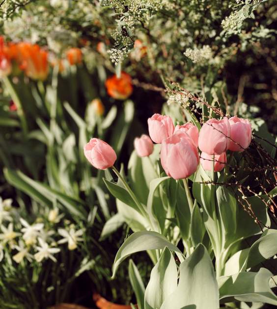 Svaigi griesti ziedi bērēm