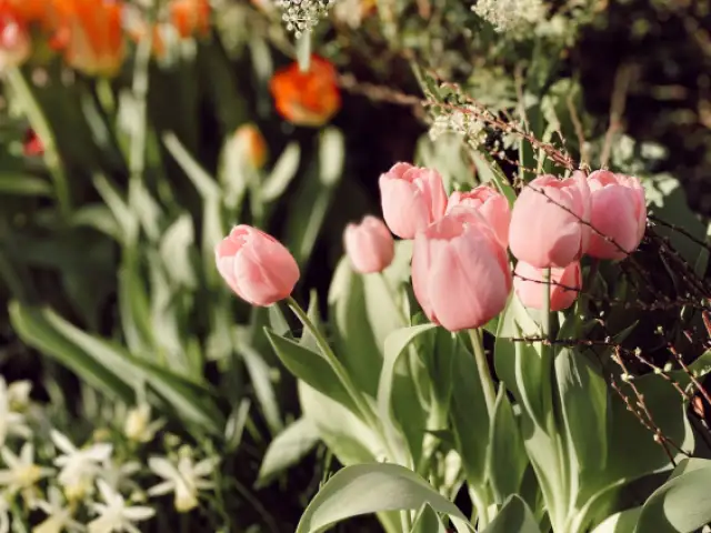 Svaigi griesti ziedi bērēm