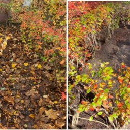 Preview image for  Autumn grave cleaning 