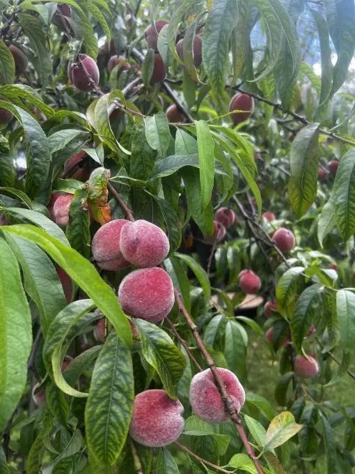 Eleonora — Svinību nams „Reineka Grupa” Зал торжеств «Элеонора» – уютное место для теплых прощаний