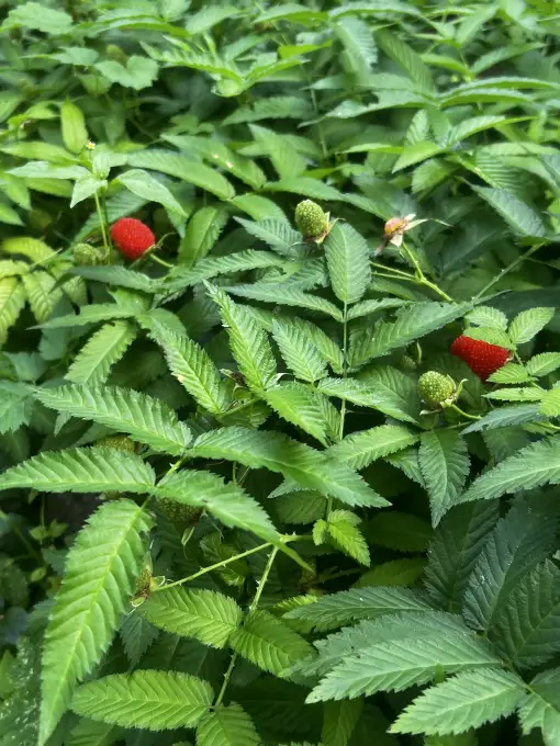 Eleonora — Svinību nams „Reineka Grupa” Зал торжеств «Элеонора» – уютное место для теплых прощаний