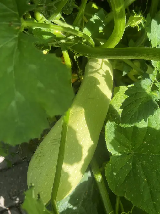 Eleonora — Svinību nams „Reineka Grupa” Зал торжеств «Элеонора» – уютное место для теплых прощаний