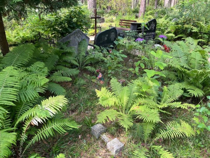 Grave Site Before Cleaning