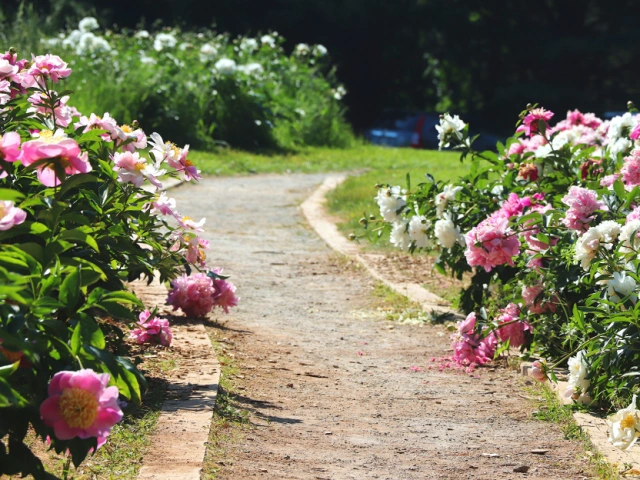 Cleaning, renovation and beautification of graves