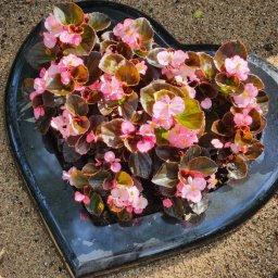 Preview image for  Open granite gravestone for urns in the shape of a heart