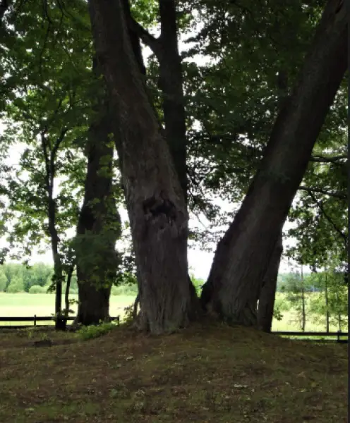 Ratnieku kapi  (Ķekava) 