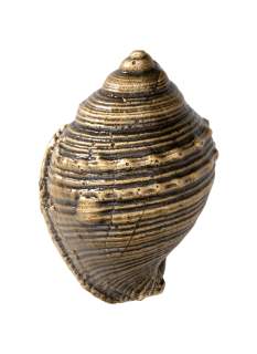 Ракушка T29 104