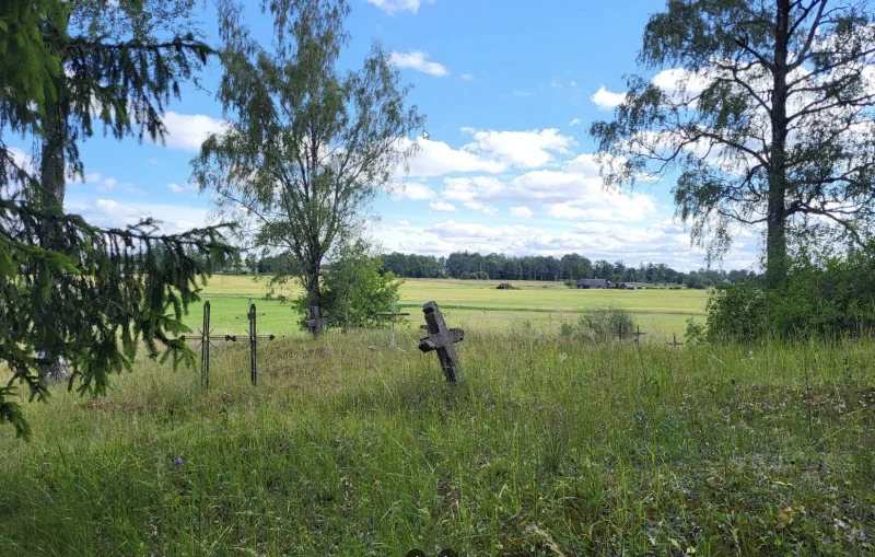 Myura kapi / Kungu kopi 