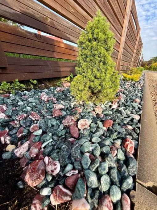 Mūžzaļo augu dobe ar dekoratīvajiem oļiem