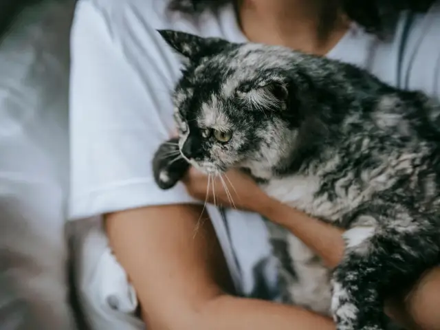 			Individual and Group Pet Cremation
	