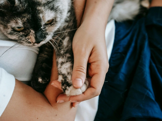 Apbedīšanas pakalpojumi mājdzīvniekiem - kremācija un citi licenzēti un atļauti veidi kā apglabāt mirušu mājdzīvnieku